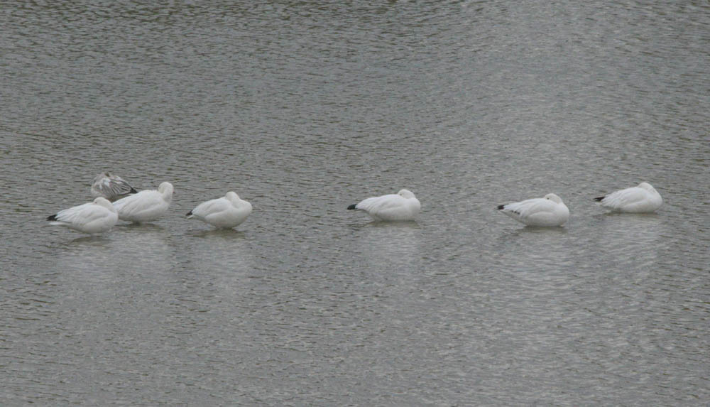 snow geese henderson bird preserve