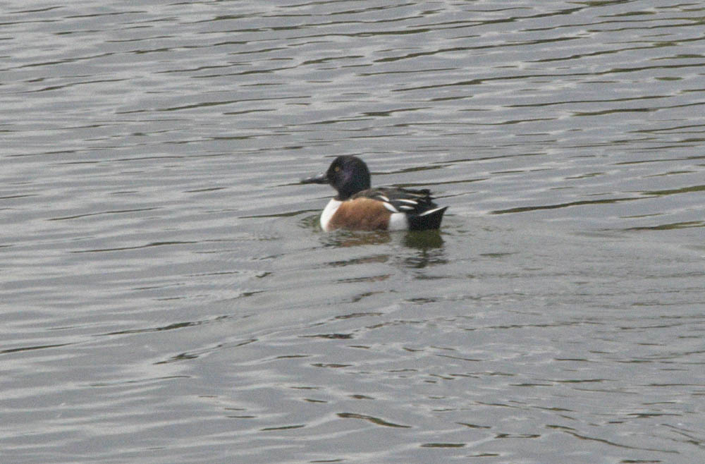northern shoveler henderson bird preserve