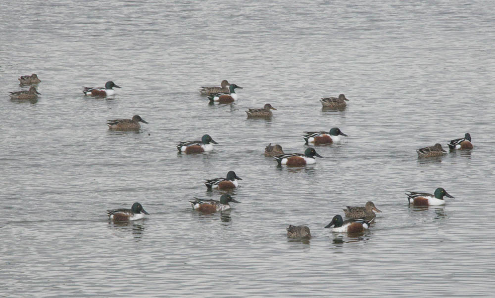 northern shovelers henderson bird preserve