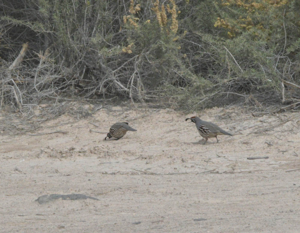 quail pabco trail