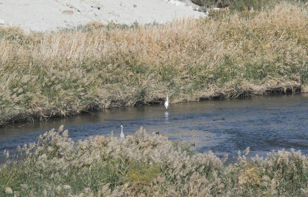 herons las vegas wash