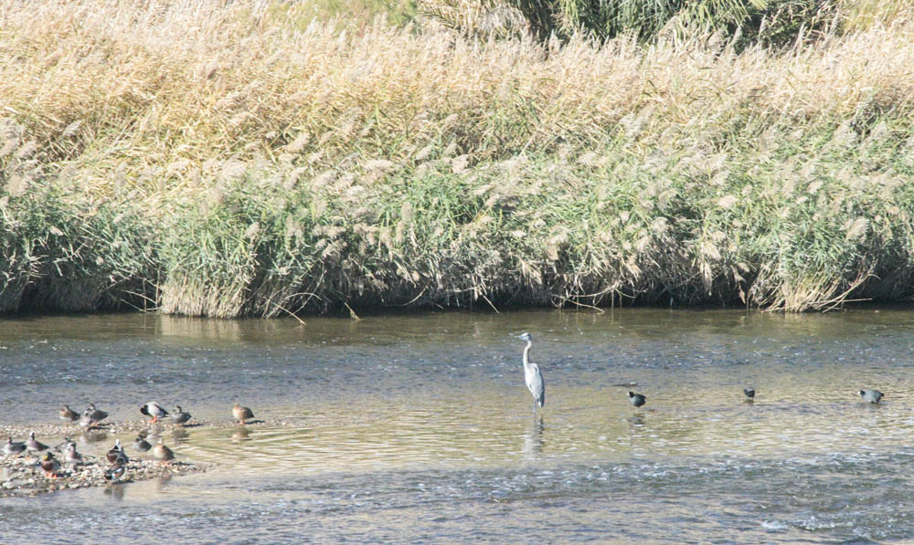 heron las vegas wash